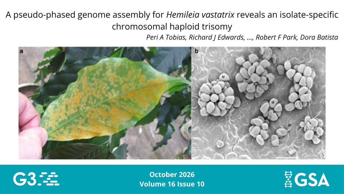 GeneticsGSA's tweet photo. @MLstiburek ☕️ The fungal pathogen Hemileia vastatrix causes Coffee leaf rust that has affected Arabica coffee production for centuries. A new genome of H. vastatrix identifies a haploid trisomy that may be responsible for the pathogen's changed virulence profile.

🔗 https://t.co/4hbSyHoIOf https://t.co/Z8E68bCNf2