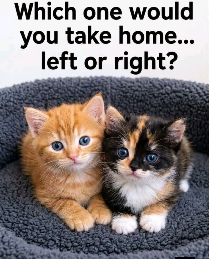 PawShield_'s tweet photo. https://t.co/s2WnN2gWdY