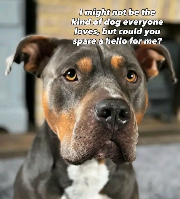 PawShield_'s tweet photo. Will you say hello ? ❤️❤️ https://t.co/1xjP7x5VFe