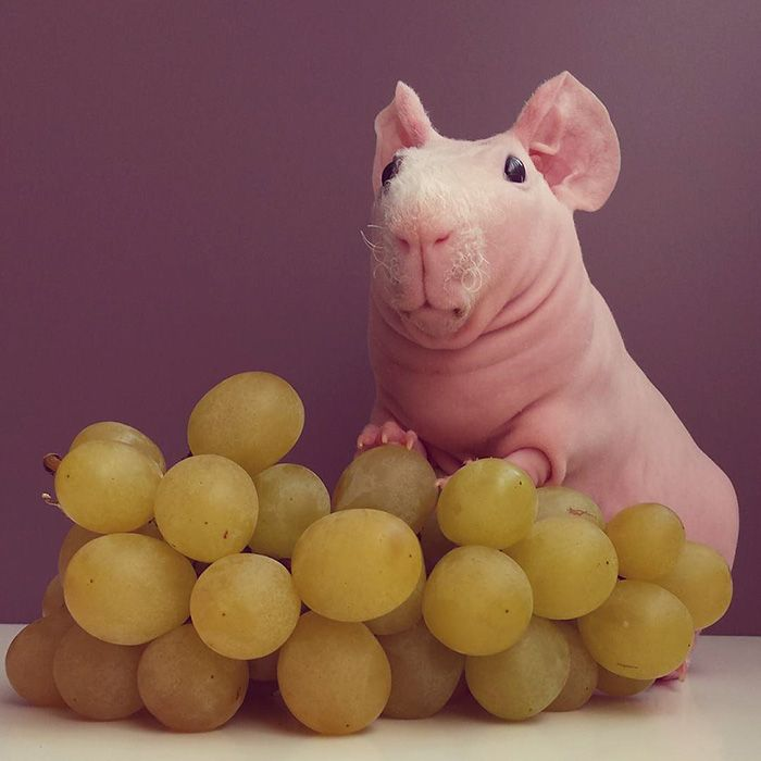 darkseavoyage's tweet photo. tap in bro we're eating grape https://t.co/S4cw4gEdUq