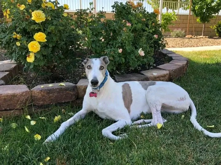 PawShield_'s tweet photo. A lovely memory of now angel Maddie (GAC’s Magnolia) ✨💛✨ The love lives on 🥰 https://t.co/0gS8YnoPSv