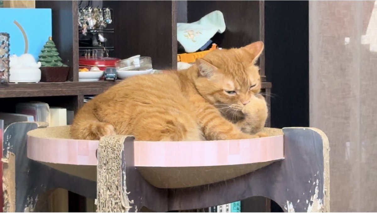 maxkitty1218 tweet picture
