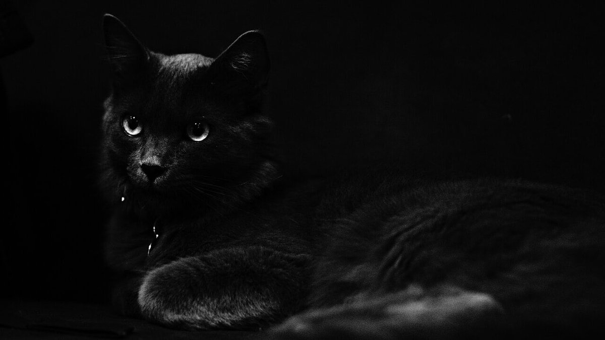 enpaonlus's tweet photo. Gatti neri: a ottobre aumentano le richieste di adozione, ma da profili pericolosi
Questo è un periodo particolare, un mese che culmina con la notte del 31 ottobre, quella di Halloween. Notte in cui molti gatti neri trovano la morte. Massima attenzione. Massima prudenza https://t.co/vQ7aaomsYL