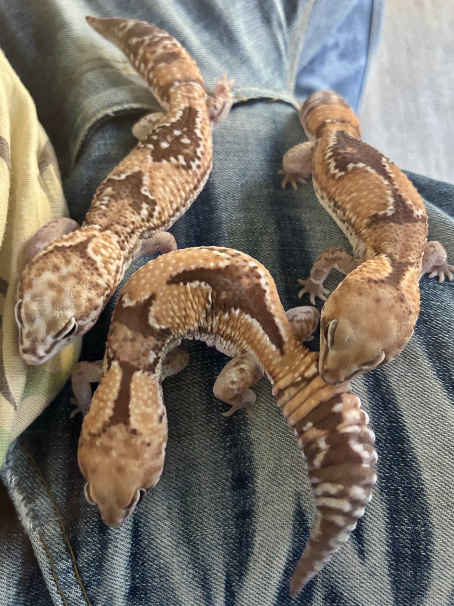 reptilelife27 tweet picture