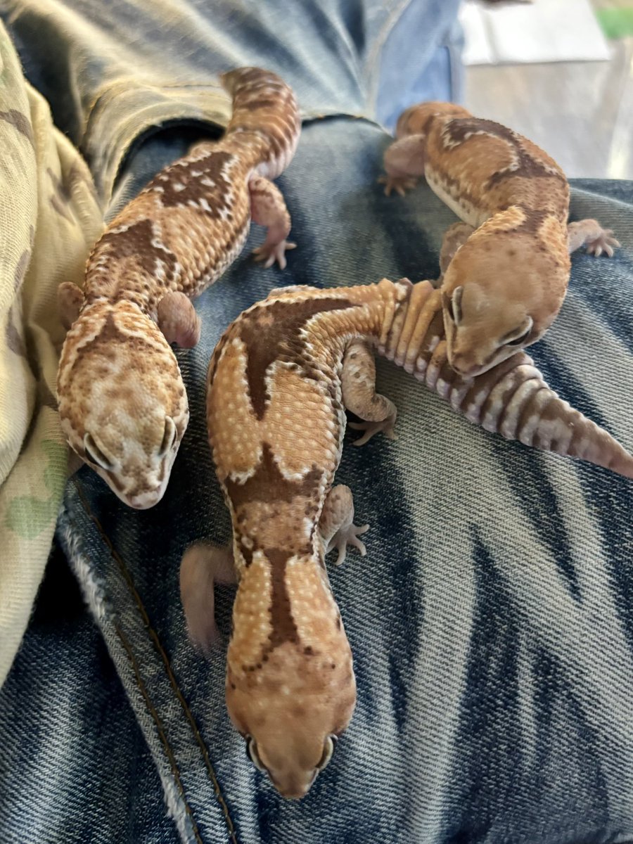 reptilelife27 tweet picture