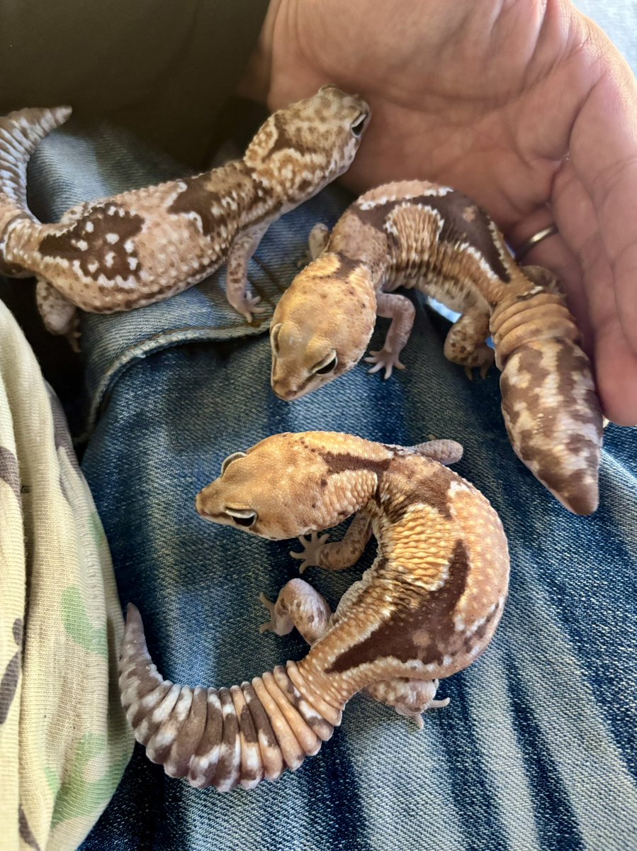 reptilelife27 tweet picture