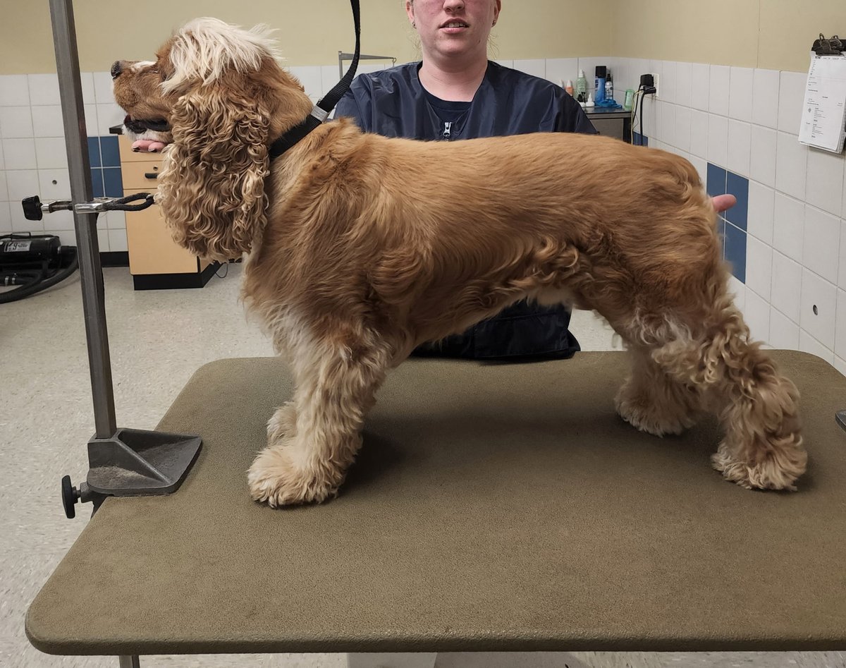 prunderground's tweet photo. New Image Pet Grooming Adds Free Teeth Brushing and Paw Balm for First-Time Mobile Grooming Clients https://t.co/PdJr6kQzNV #NewImagePetGrooming https://t.co/EuwTJuxZ1u
