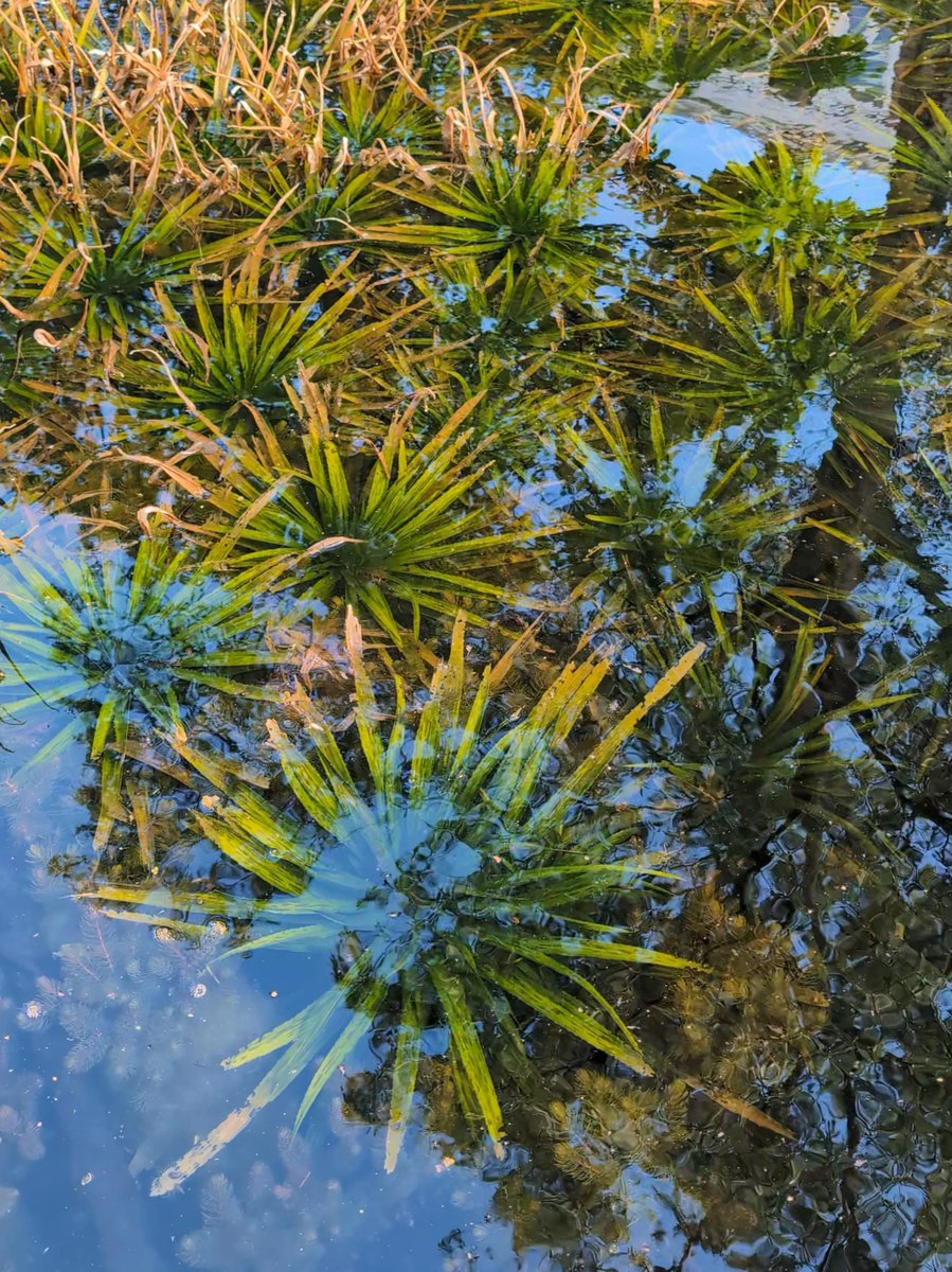 eli_pechlat's tweet photo. The colors of the Earth reflected in a tiny pool at the Amsterdam Botanical Garden https://t.co/ImGhzv6Ngo