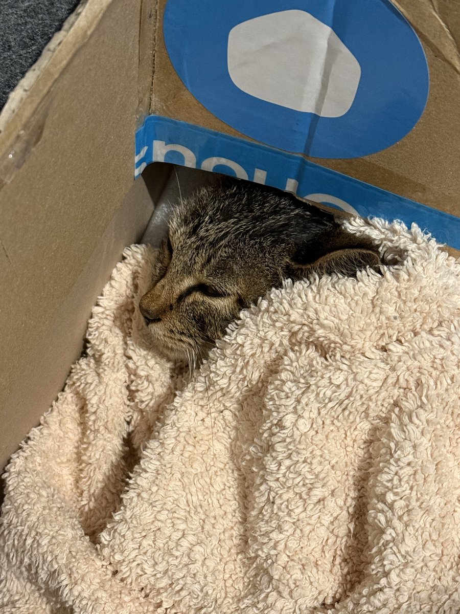 lvelss_m's tweet photo. 夜勤の帰宅中
道路の真ん中でうずくまって
動けなくなってた子猫ちゃん見つけちゃって
止まって様子見てたら
後ろ走ってた車に軽くぶつかってたから見てられなくて連れて帰ってきちゃった…

おとなしい…かわいい…
里親探すかぁ… https://t.co/8hq09EYwvK