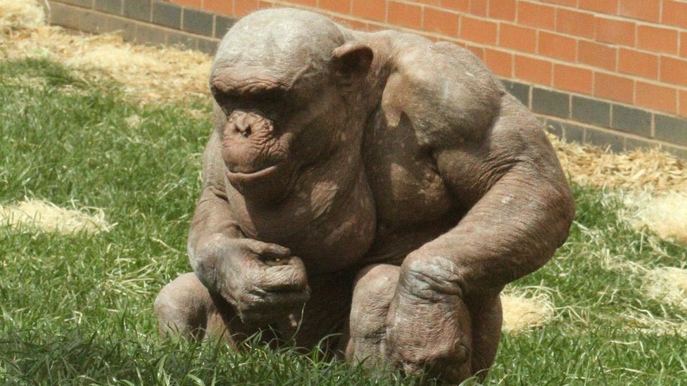 Imsomfdipset's tweet photo. @DeejayLaman @PraiseClip I wonder what skin color monkeys have when they have no fur? 🤔🤔🤔 Makes you really think who the monkeys are https://t.co/sAVp5BXzIe