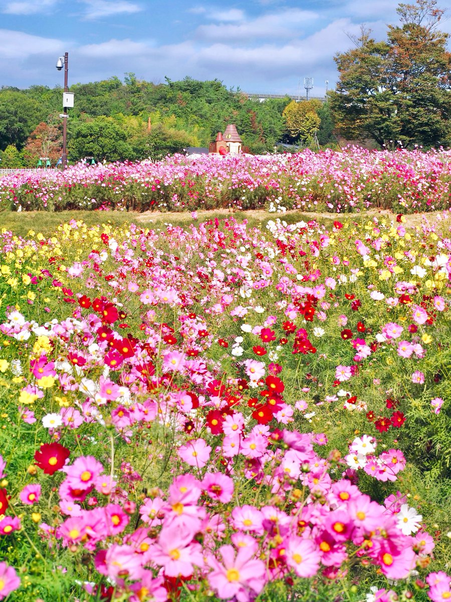 azukimochi_2nd's tweet photo. 愛知県にあるモリコロパークのコスモスが満開になりました🌸*:･ﾟ

昨日撮影です https://t.co/7YD2fanw40
