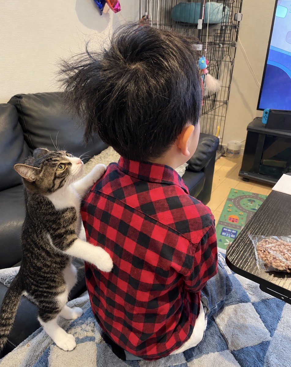 R453374510's tweet photo. 最推しパパから帰りが遅くなる事を聞いて
拗ねている四歳児を慰めている弟猫 https://t.co/aDU0a8qkJp