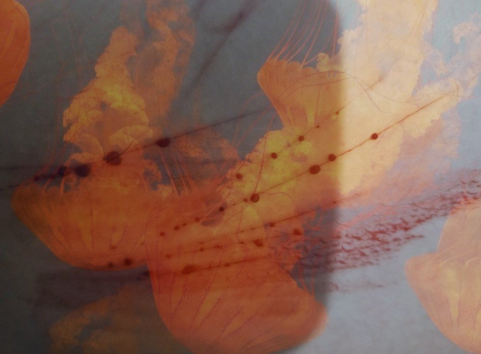 caruk1abarnesi's tweet photo. AI generated Sea nettle jellyfish + Sfx makeup ! Funfact about sea nettle jellyfish - Sea nettle jellyfish get their name (Chrysaora) from Greek mythology (named after Chrysaor, the son of Poseidon and Medusa!)^^ https://t.co/LI3fh5RlNQ