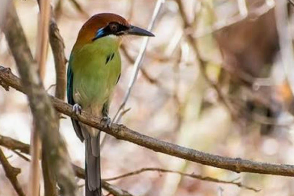 Reconocen al motmot corona castaña como ave propia de Guatemala