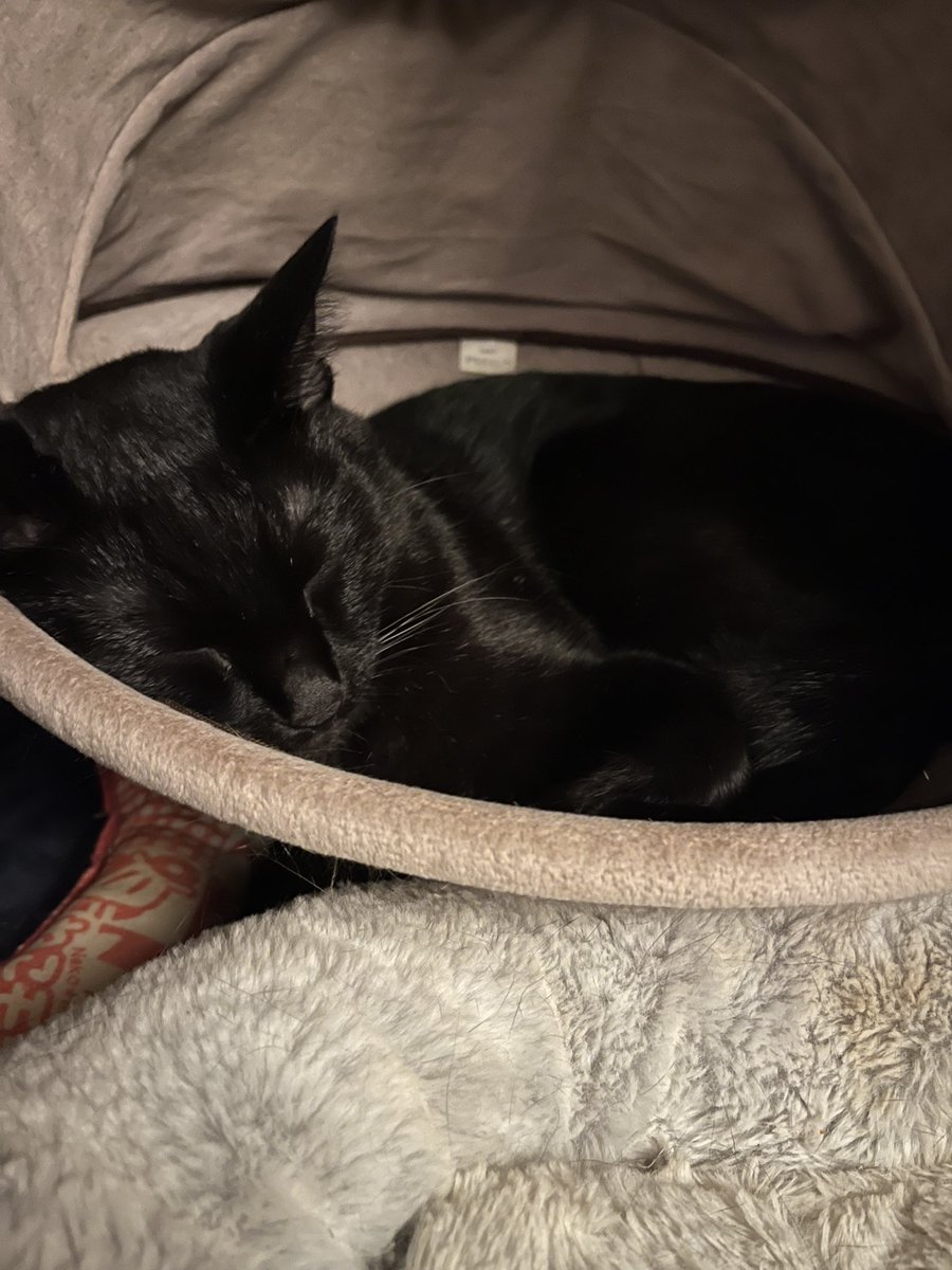 Elysium1378's tweet photo. おはようございます…

ネロです…

眠いです…

もぅ少し寝させて…🙀

#猫のいる暮らし
#黒猫 https://t.co/IXuhkyHtUT