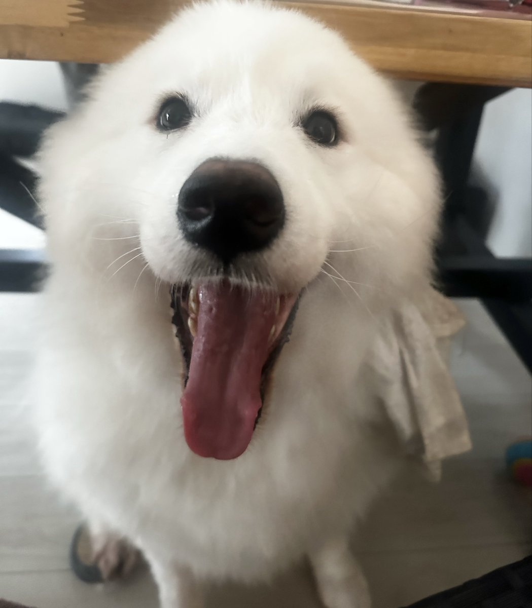 sadaharu__0905's tweet photo. おはサモ🐻‍❄️金曜日！あとちょっと頑張ろうね🐾🐾

 #サモエド https://t.co/AekdSPCWUg