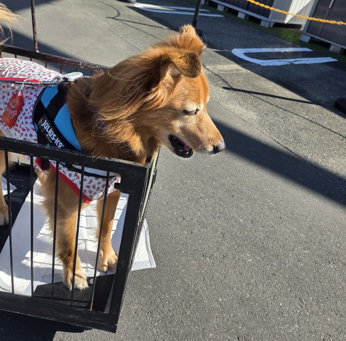 shimecha_2525's tweet photo. 犬かわいい https://t.co/zuaNx5SCnC