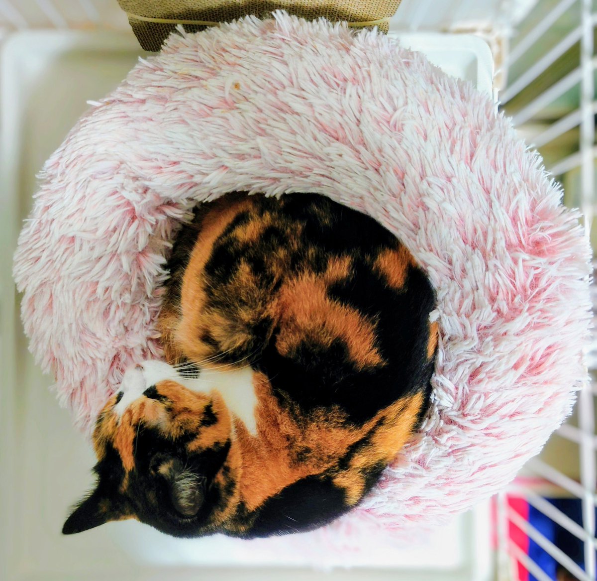 puck3kan's tweet photo. おはようございます🐹
菊花賞の枠順確定そして☔ほぼ道悪ですかね🐴
ロブチェンにも付け入る隙が···と思って予想します🙋
＃三毛猫
＃猫のいる暮らし
パック様
冬用の寝床出してあげたら朝��はんに寝坊😊
そして起きたら何してんの？ https://t.co/QS21ovuPr6