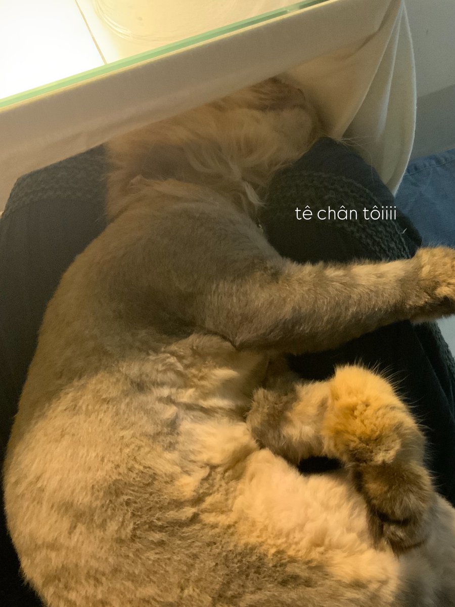 sarah_granger10's tweet photo. Dạo này của một bình thường-life: thích chụp đồ ăn, thèm kimchi, nghe trúng remix hợp gu, học idol lắc ly bia thật nghệ và dù không coi football vẫn biết ăn mừng. https://t.co/TetusWSHPR