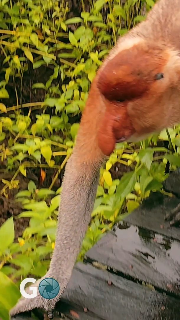 Bahlindinha's tweet photo. Proboscis Monkeys at Lunch Time in Labuk Bay, Malaysia https://t.co/HgJ21zxcA9
