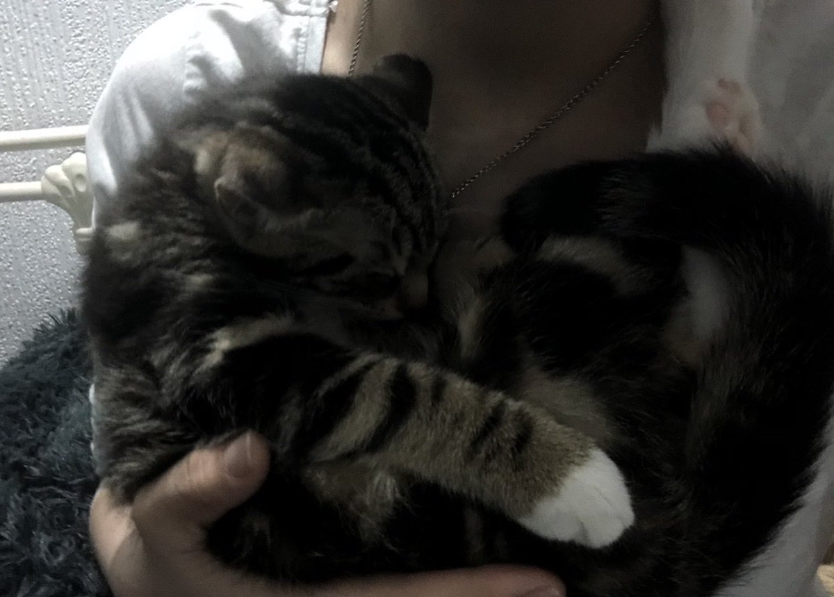 notpeshak's tweet photo. gosh he’s gotten so big 🙁🙁 he is still my baby even if he is a lil bit rotund now https://t.co/zGfgm3gDJ2