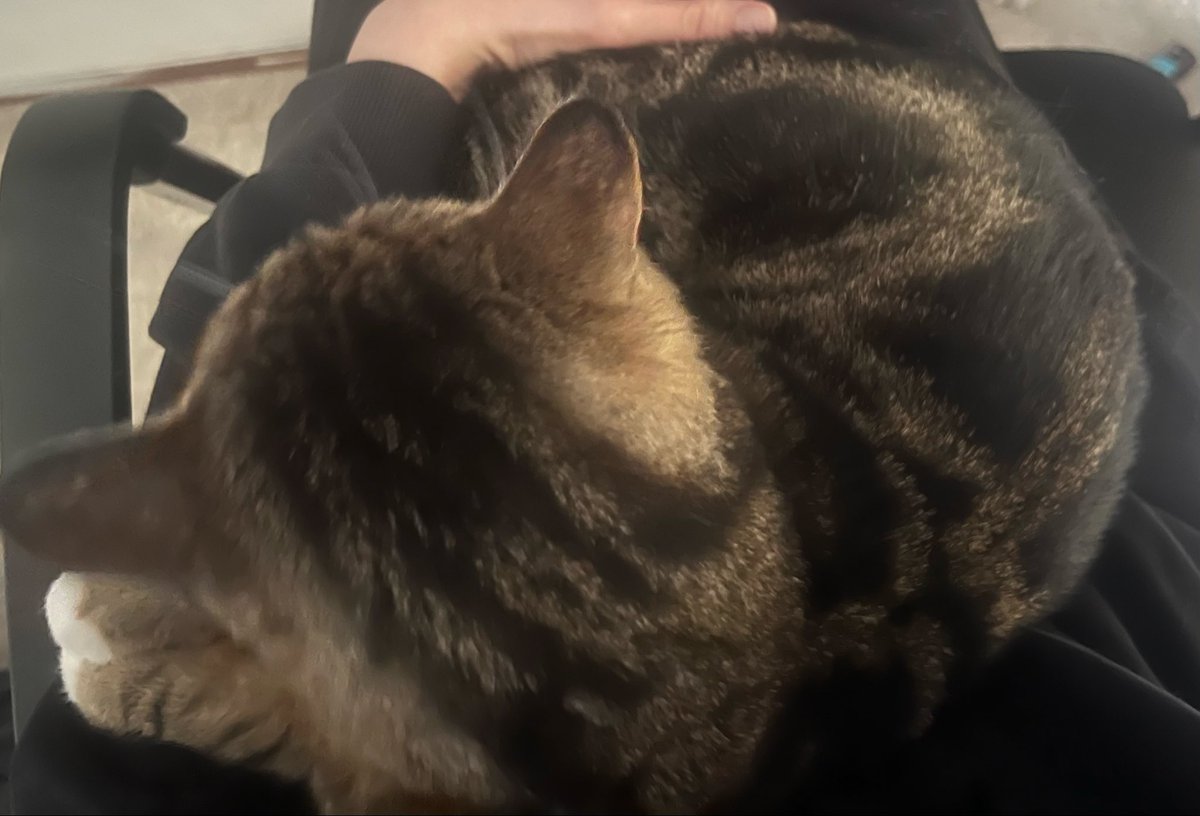 notpeshak's tweet photo. gosh he’s gotten so big 🙁🙁 he is still my baby even if he is a lil bit rotund now https://t.co/zGfgm3gDJ2