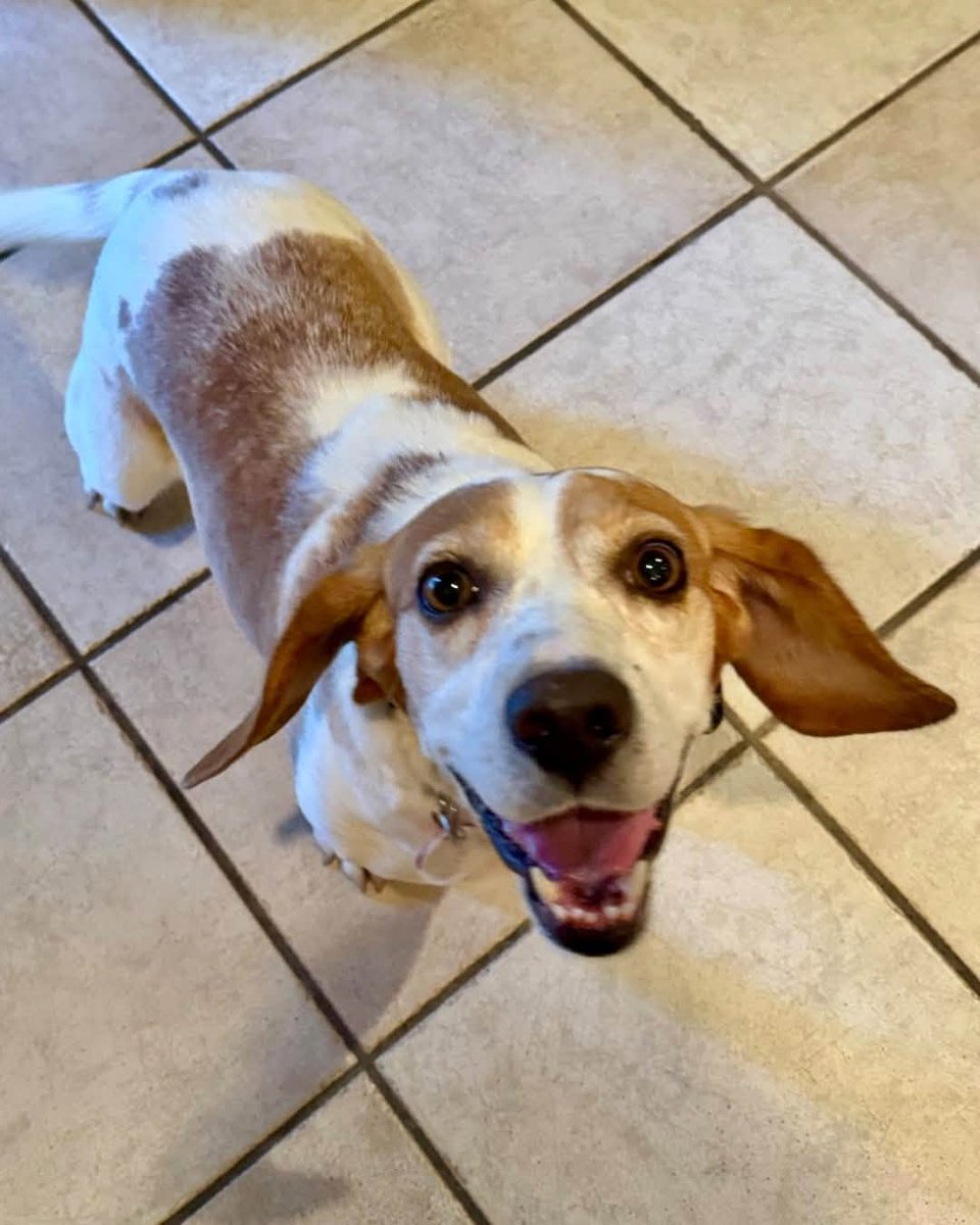 beaglefreedom's tweet photo. ADOPT CARLOS! 🐶❤️ This friendly, loyal beagle has a big personality and an even bigger heart! He loves cuddles, playtime, and adventures—and he’s ready to trade foster life for forever. 🏡

📍 Burbank, CA
🐶 8 years | 27 lbs

Apply: https://t.co/TpkQoIVZAY https://t.co/1z19vPJi08
