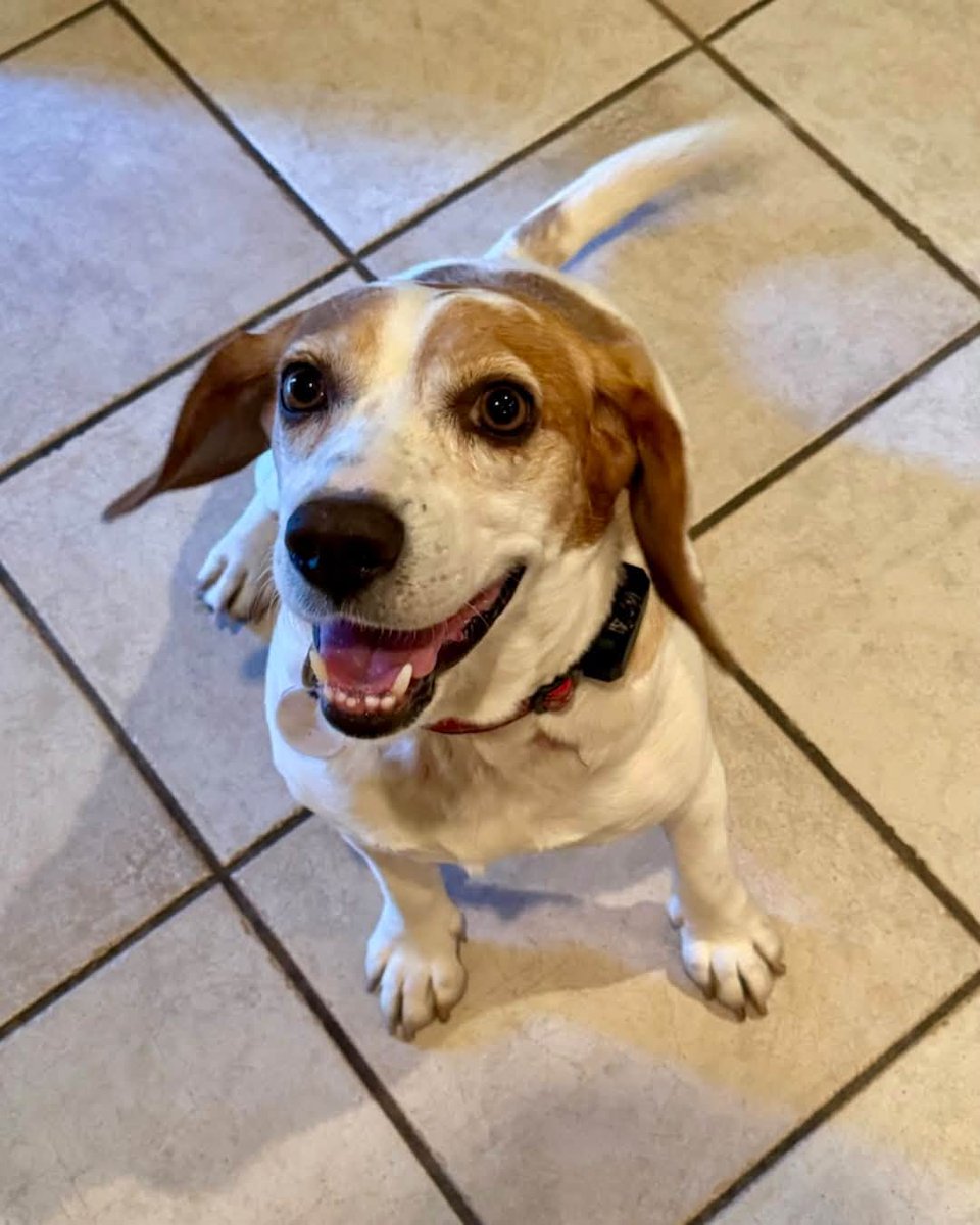 beaglefreedom's tweet photo. ADOPT CARLOS! 🐶❤️ This friendly, loyal beagle has a big personality and an even bigger heart! He loves cuddles, playtime, and adventures—and he’s ready to trade foster life for forever. 🏡

📍 Burbank, CA
🐶 8 years | 27 lbs

Apply: https://t.co/TpkQoIVZAY https://t.co/1z19vPJi08