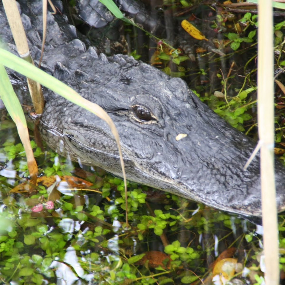 Z_Karlos's tweet photo. Everglades National Park feels like stepping into a wild river of grass. Alligators, crocodiles, manatees, endless skies, and untamed wetlands make every moment thrilling, peaceful, and unforgettable. https://t.co/kk7SpU5VBF