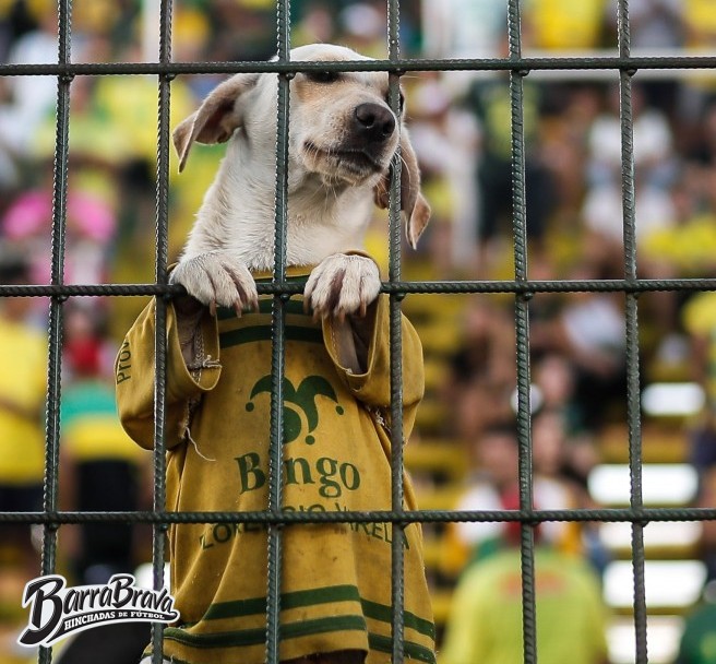 barrabrava_net's tweet photo. El que no quiere a los animales, buena persona no es. https://t.co/d5ew52TDdh