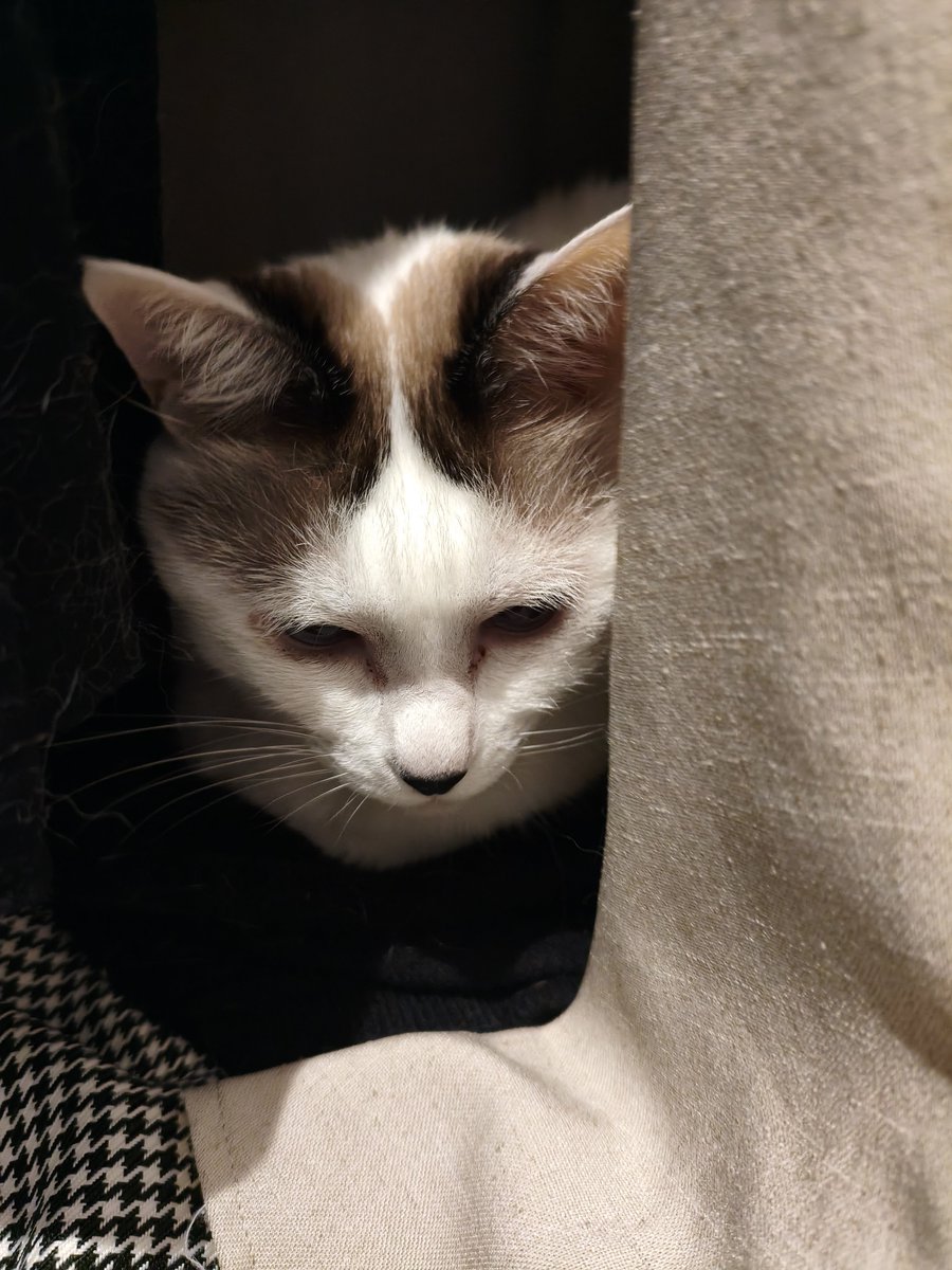 mojacoSan's tweet photo. にゃーん https://t.co/nmqvncnFL2
