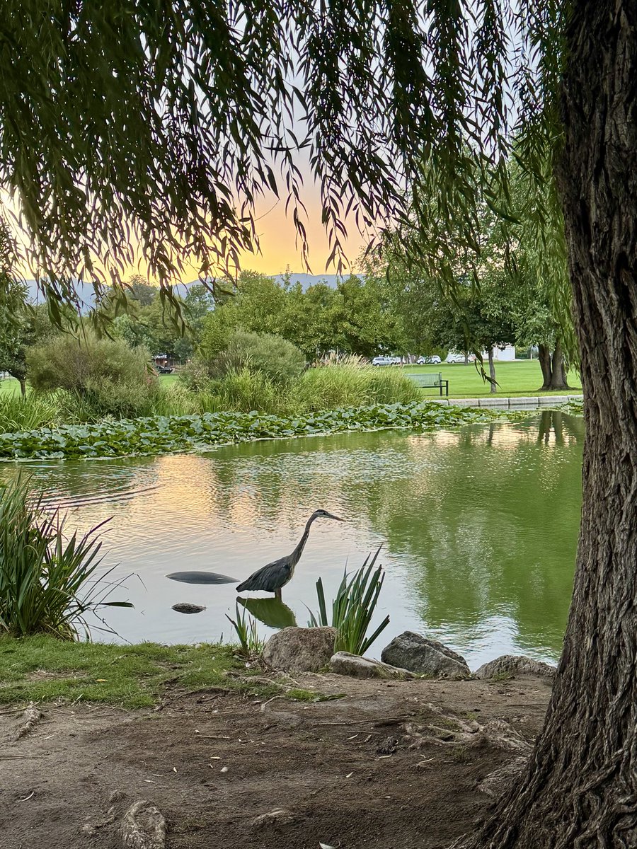 BBPathways's tweet photo. My favorite! @deeptrance #greatblueheron #ColoradoSprings https://t.co/wDCaS3LSIA