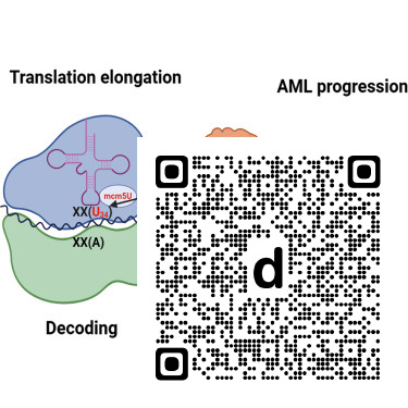 CellReports's tweet photo. ALKBH8 promotes acute myeloid leukemia progression by coupling codon-dependent translation elongation to mRNA stability dlvr.​it/TW1pvb https://t.co/L4XcTFnDvu