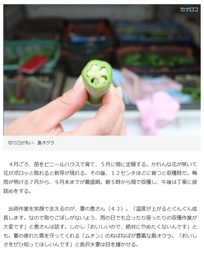 acsec_inc's tweet photo. @KanalocoLocal 【産地直売】長沢農園／三浦市　切り口丸く柔らかい島オクラ（ 2016年10月18日）｜[カナコロ]株式会社神奈川新聞社（神奈川県横浜市）：
夏の疲れた胃を守ってくれる「ムチン」のねばねばが豊富な島オクラ。
https://t.co/7wg3nHzGJW

#じゃんぬねっと
#渡邊渚 https://t.co/ht5H4kEj5U