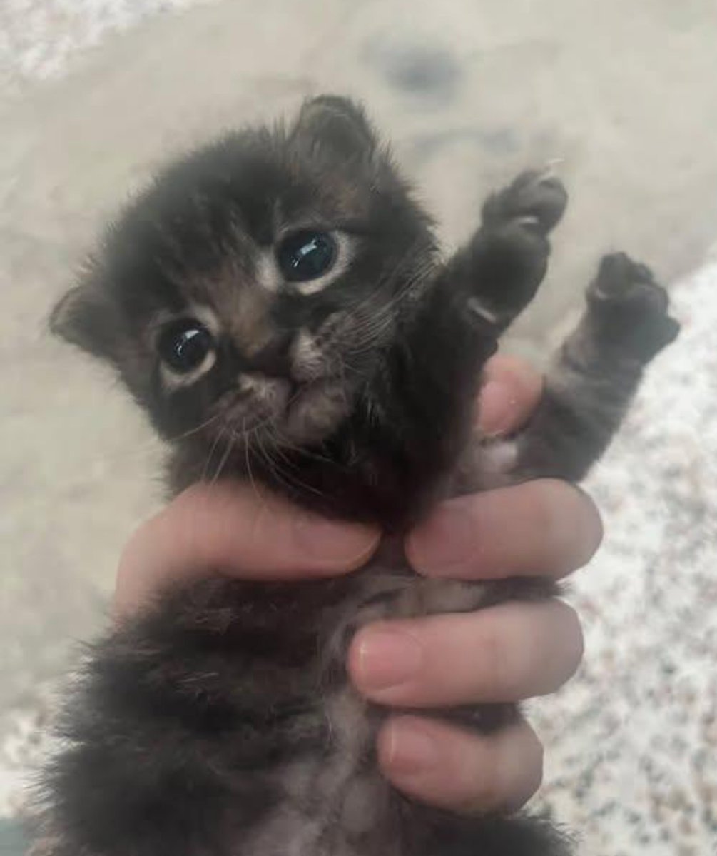 f7rmn's tweet photo. Everyone say hi to pau cubarsi https://t.co/Svak9YMWWj