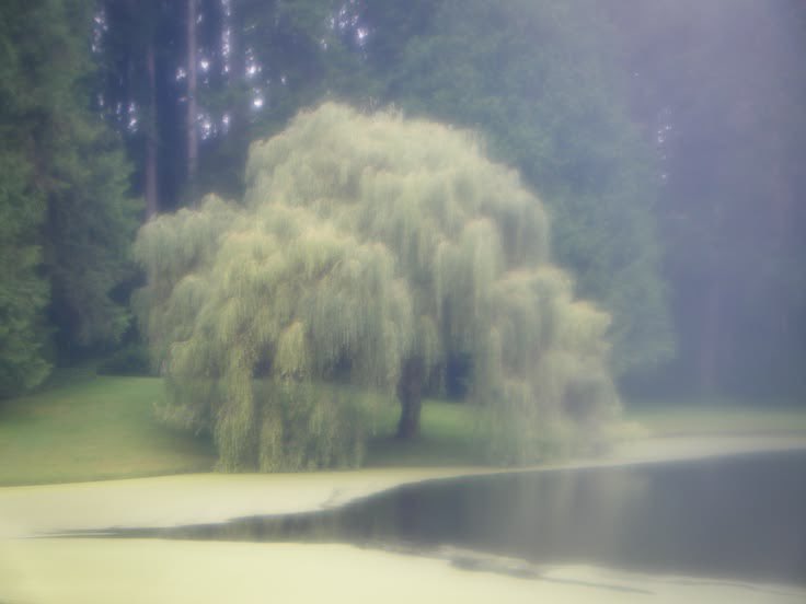 lammours's tweet photo. crying willow tree. https://t.co/dtXMmPyZP3
