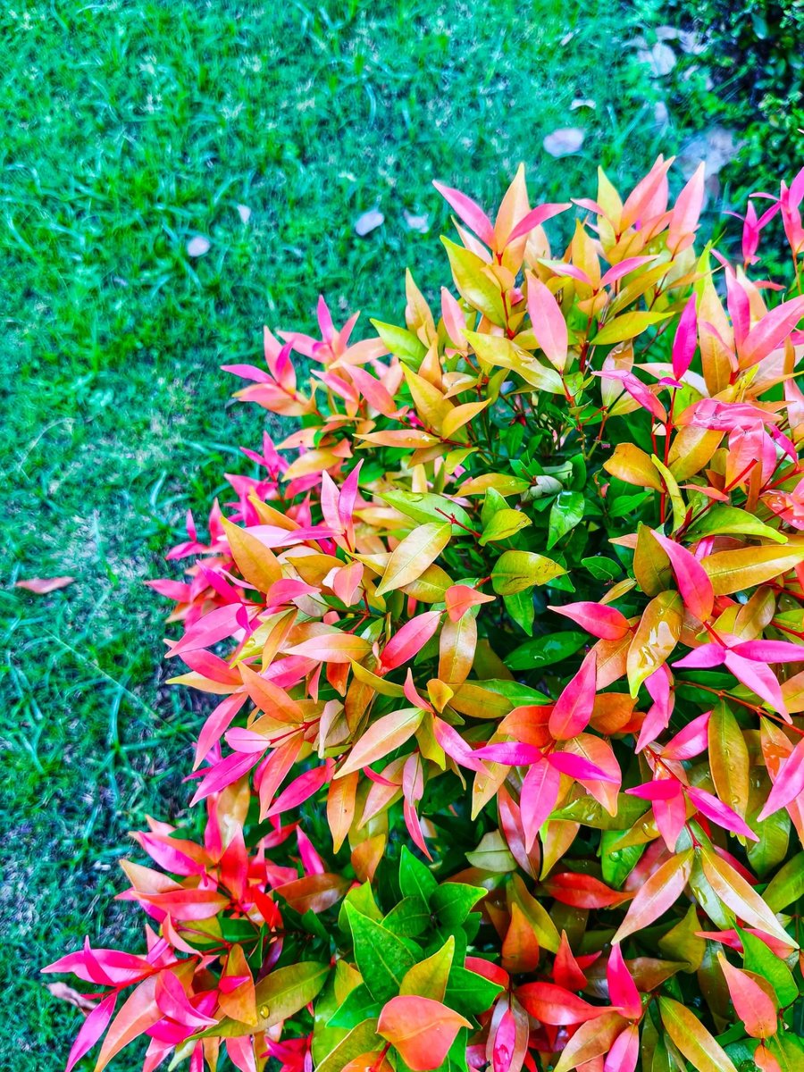 EenCecen's tweet photo. Mini Eugenia plant: compact, elegant, and perfect for adding lush greenery to small spaces. https://t.co/FE0s1cISIc