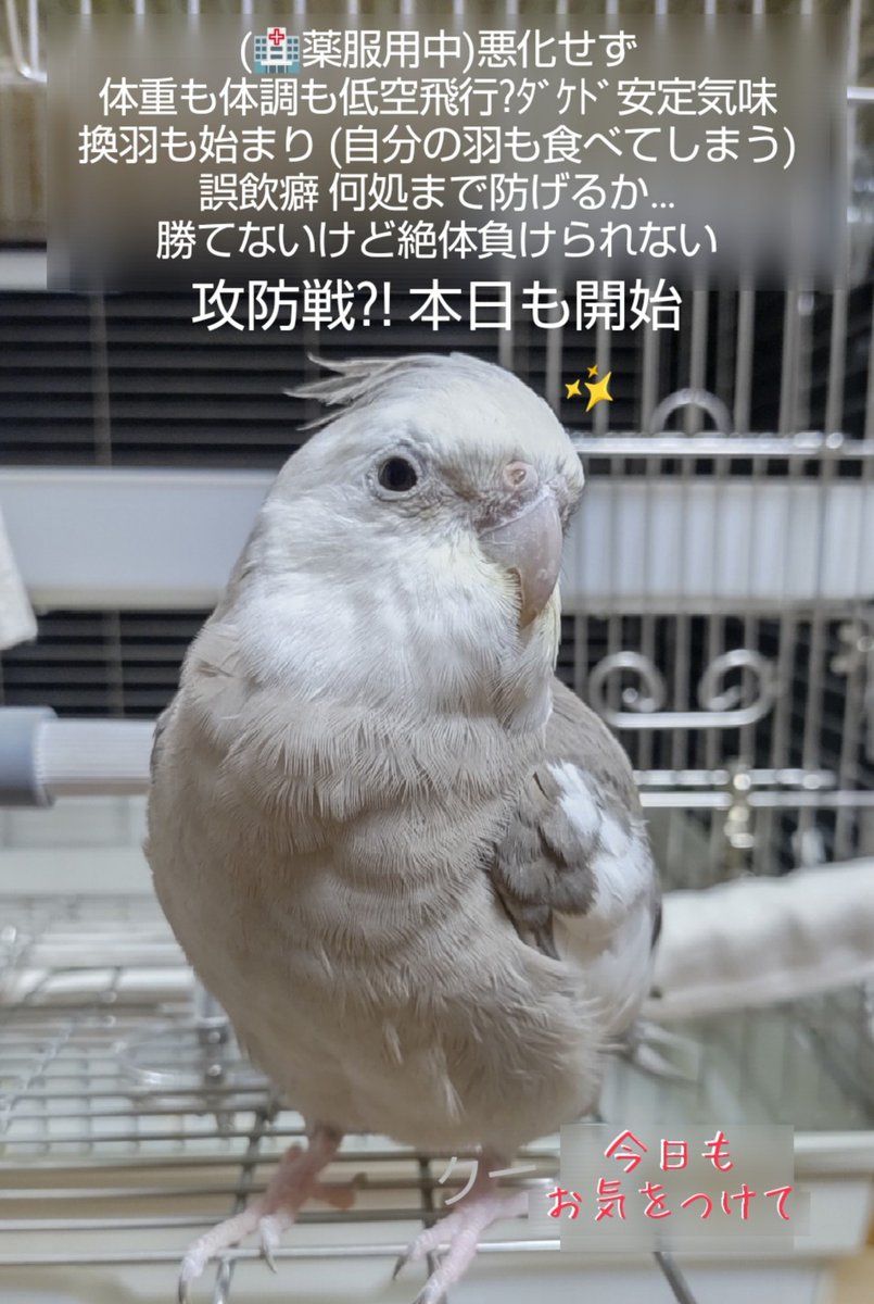 ku_chibi_rin's tweet photo. おはようございます🐥✨
2026年10月23日(金)
※霜降(そうこう) https://t.co/J2VLRAbdzf