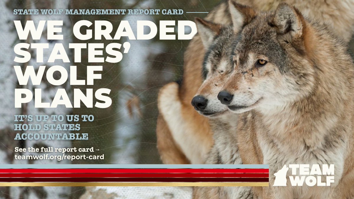 teamwolf_org's tweet photo. State wolf plans shape wolves’ lives, but few people read them. Team Wolf’s 2026 State Wolf Management Report Card grades 10 states on 12 questions, with a source behind every score. Explore and share it this Wolf Awareness Week: https://t.co/gA7hfnlSSf https://t.co/dN8idoFkkf