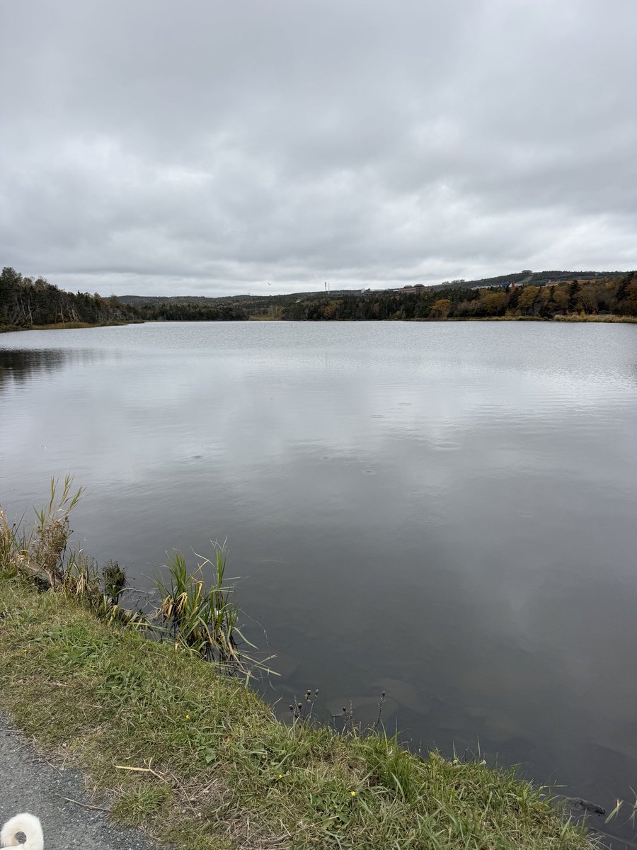 SpikeSusan's tweet photo. The calm before the rain this afternoon. Lovely fall walk. 🍁🍂 https://t.co/JjJ05yXlHh