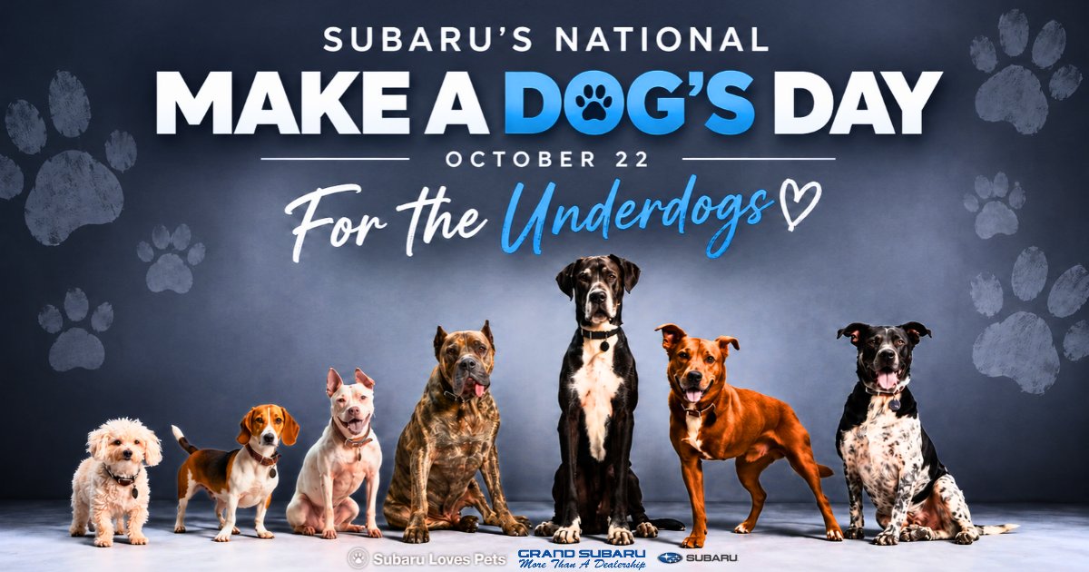 GrandSubaru's tweet photo. Every dog deserves a loving home. This #NationalMakeADogsDay, we’re proud to stand with the “Underdogs”—older, special needs, & overlooked pets—finding new beginnings through adoption. Learn More: https://t.co/oFeoR9Mpkf #GrandSubaru #MoreThanADealership #SubaruLovesPets https://t.co/Ft80n9244R