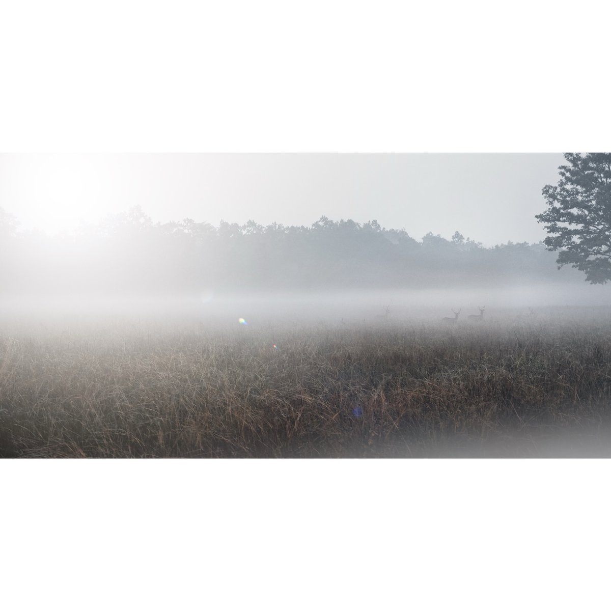 RojaaTheodore's tweet photo. Stills from Kanha, 02. https://t.co/ZB8odigVE2