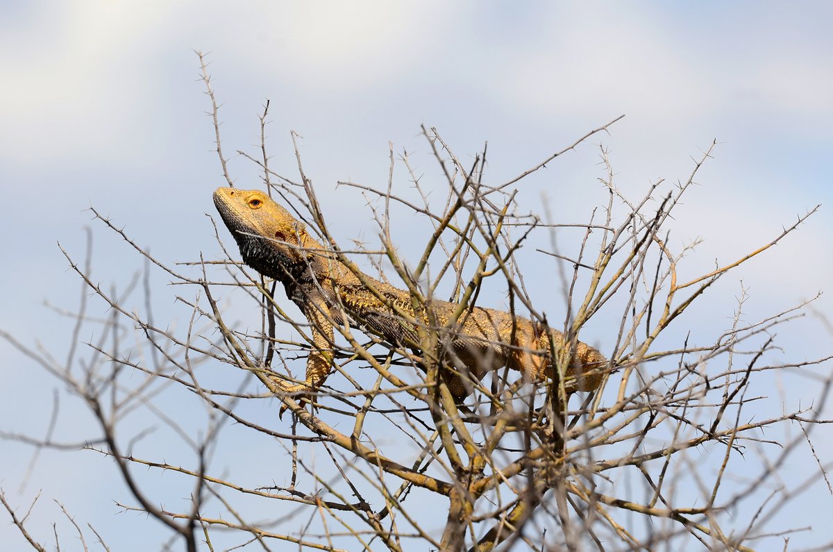SandyHorne61's tweet photo. This time of year, as you drive around the dirt roads in the country, you will see plenty of bearded dragons sitting up in the tops of trees - soaking up the rays - standing sentinel.
Southern Flinders Ranges, South Australia. https://t.co/k30uUnyBct