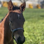 Photo by Claiborne Farm (@claibornefarm)