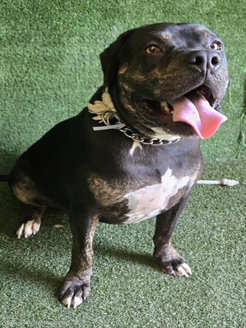 AnimaLancaster's tweet photo. #A5575232
Neutered male, black Pit Bull Terrier
3 years old.
https://t.co/WjctZe1aDk https://t.co/SWaFHzAm48