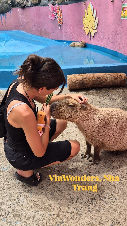lhoumani's tweet photo. I’m officially obsessed with capybaras. Saw them at VinWonders, Nha Trang. https://t.co/x145pMfUhE