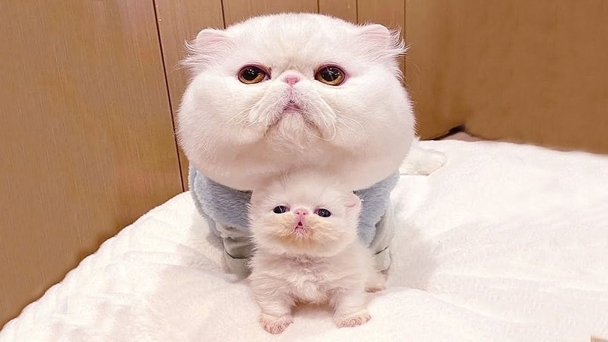 judeykat's tweet photo. lets look just like mama https://t.co/WiGuX7VABp