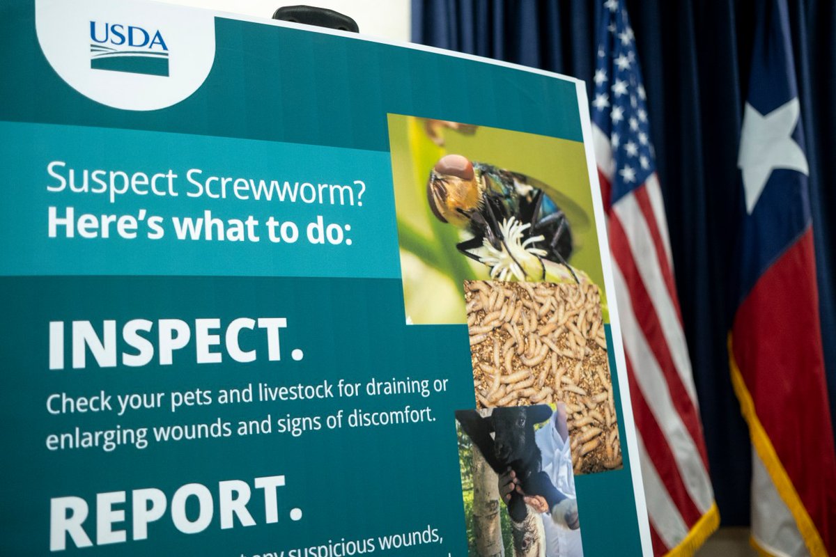 BorderReportcom's tweet photo. New Mexico officials confirmed a new case of New World screwworm on Wednesday but say activity could slow down as temperatures drop. LINK IN BIO. https://t.co/dLeVR4HIX3