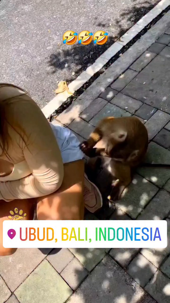 analiannemaria's tweet photo. POV: Monyet di Bali baru lihat paha mulus bule. Dibuka, diraba, dijilat, kok rasanya beda? https://t.co/u48YN65enN