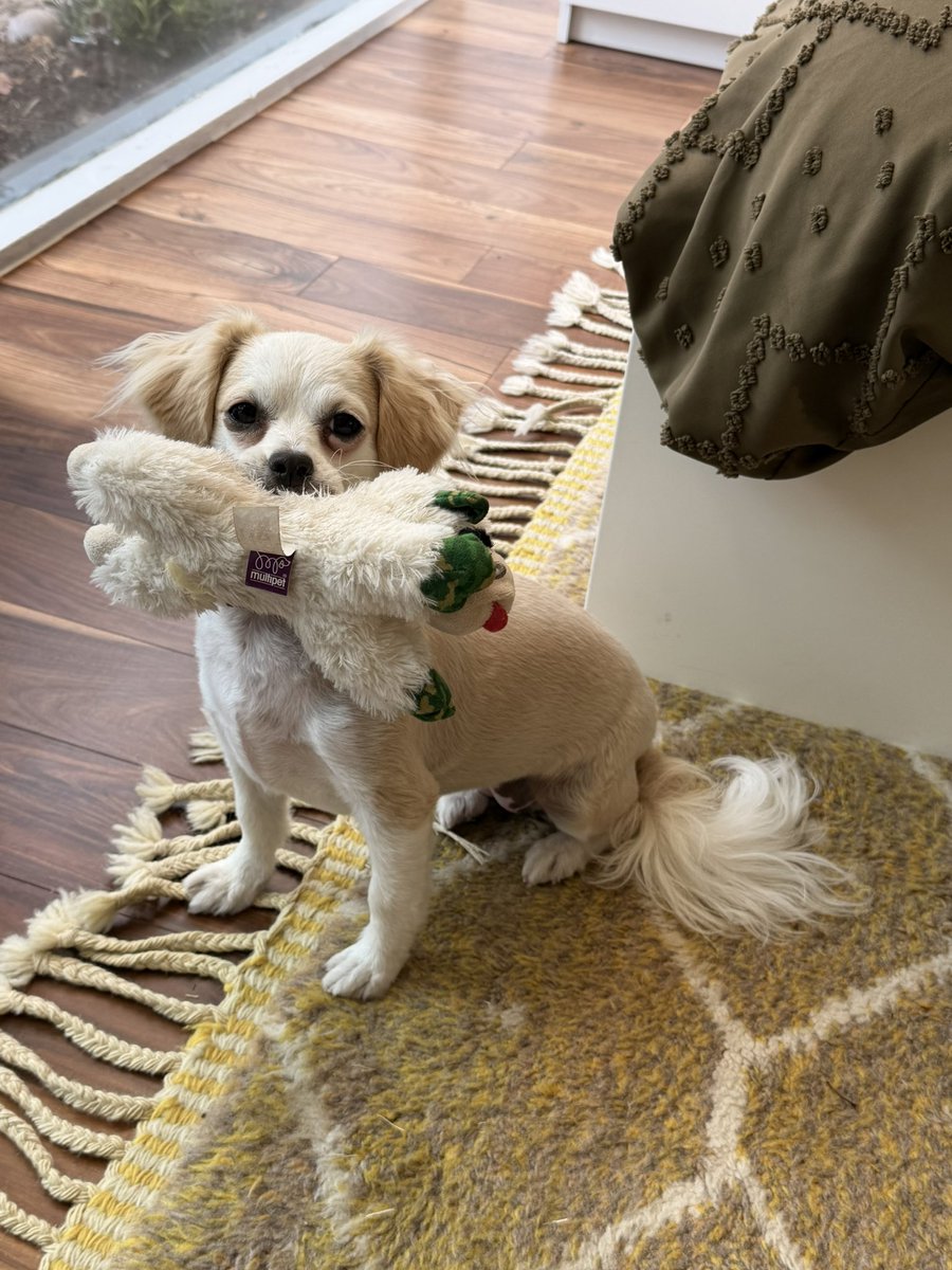 _CallMeMacy's tweet photo. Vote for my dog, Sesame, in the @spcaLA “150 Years of Friends for Life” Calendar Contest!! 

Today’s the last day to vote!! 

https://t.co/SzYZlFu9tN https://t.co/jk4jK1boXc